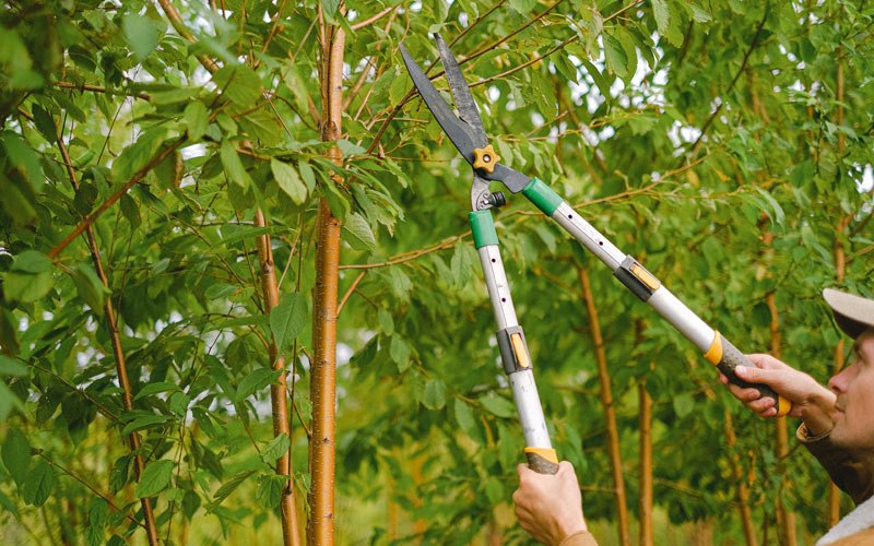 Tree trimming in Keshena, WI