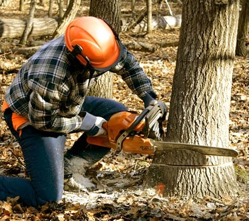 Tree Removal in Keshena, WI